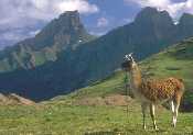 Llama Trek photo